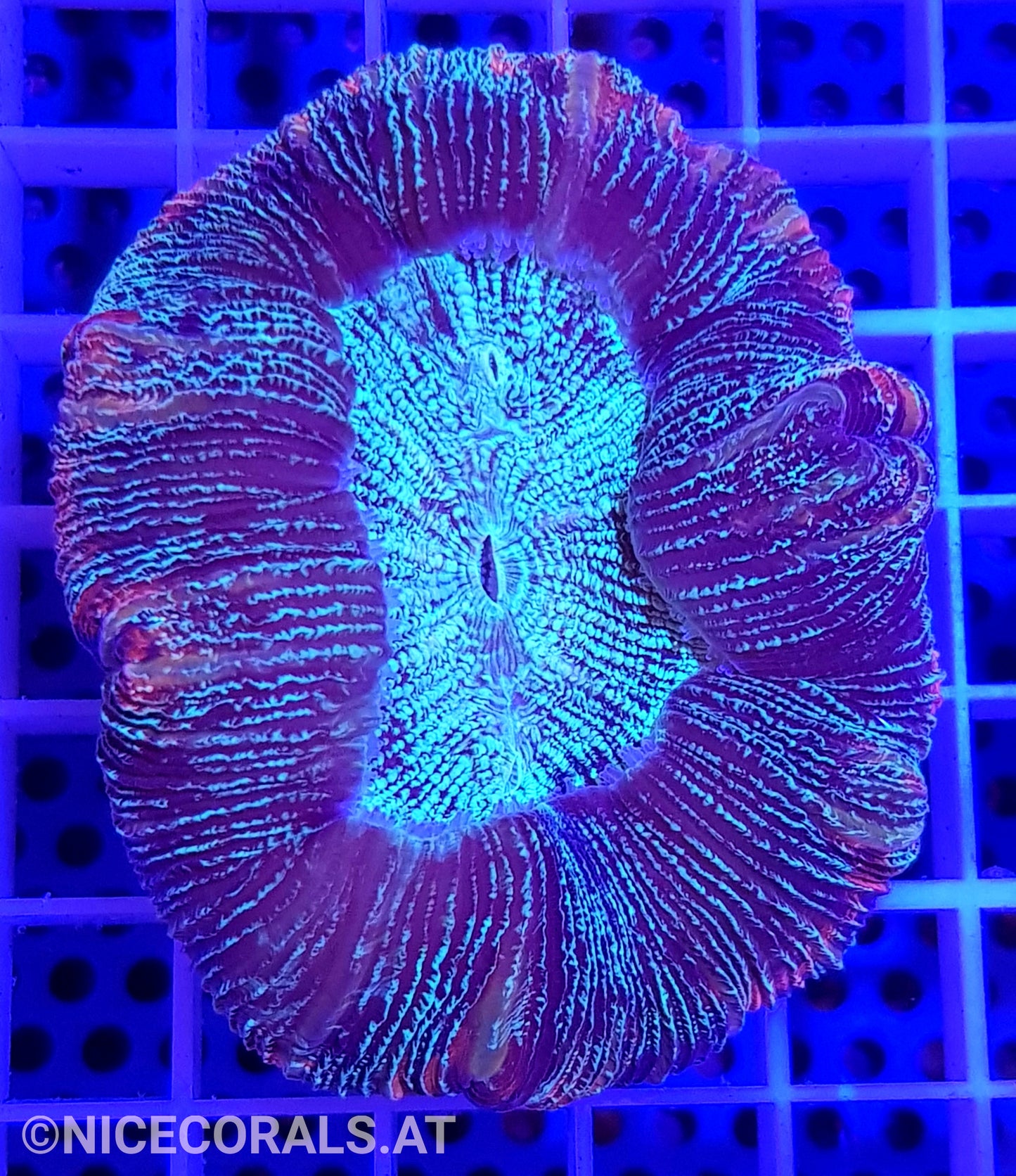 Trachyphyllia