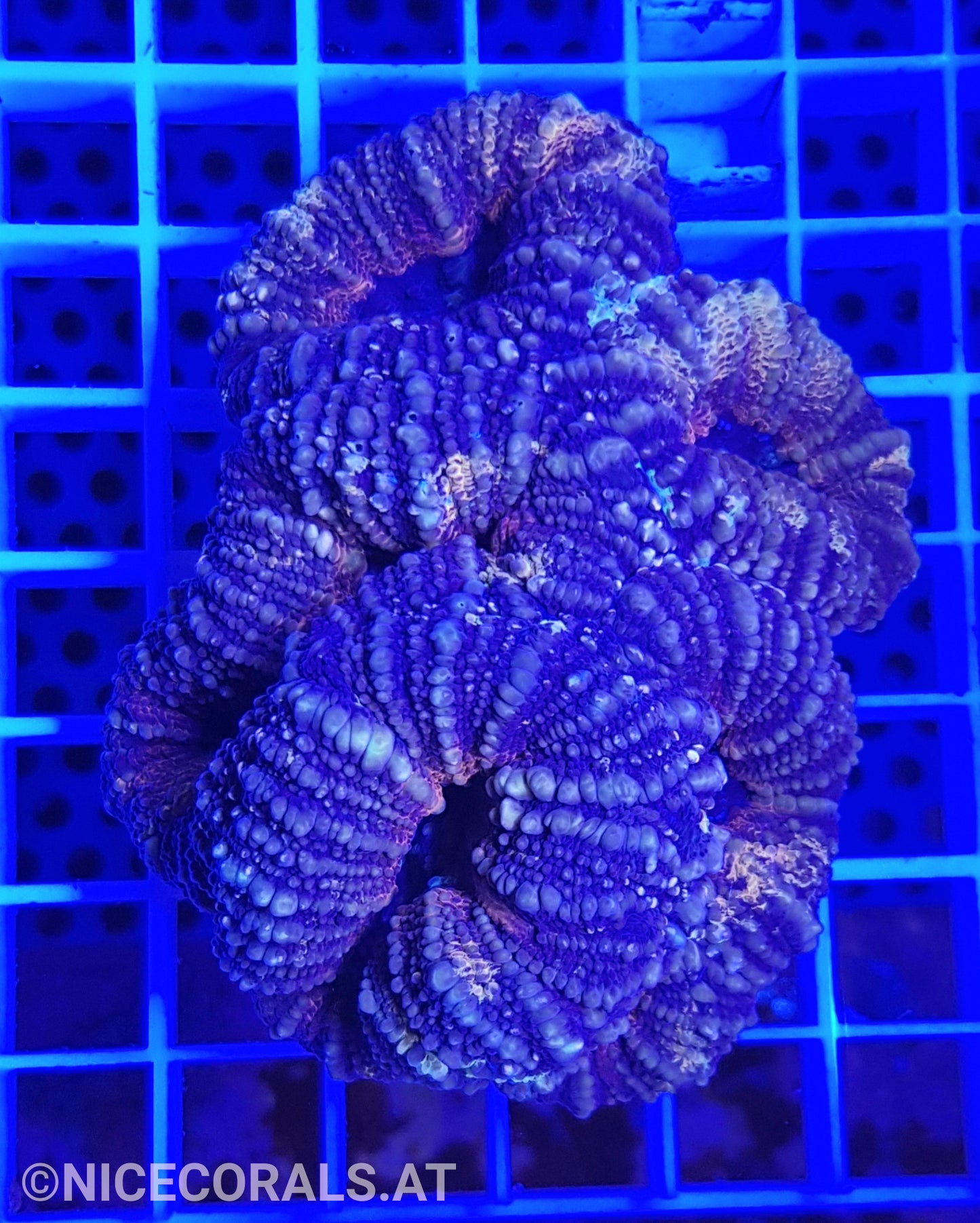 Lobophyllia