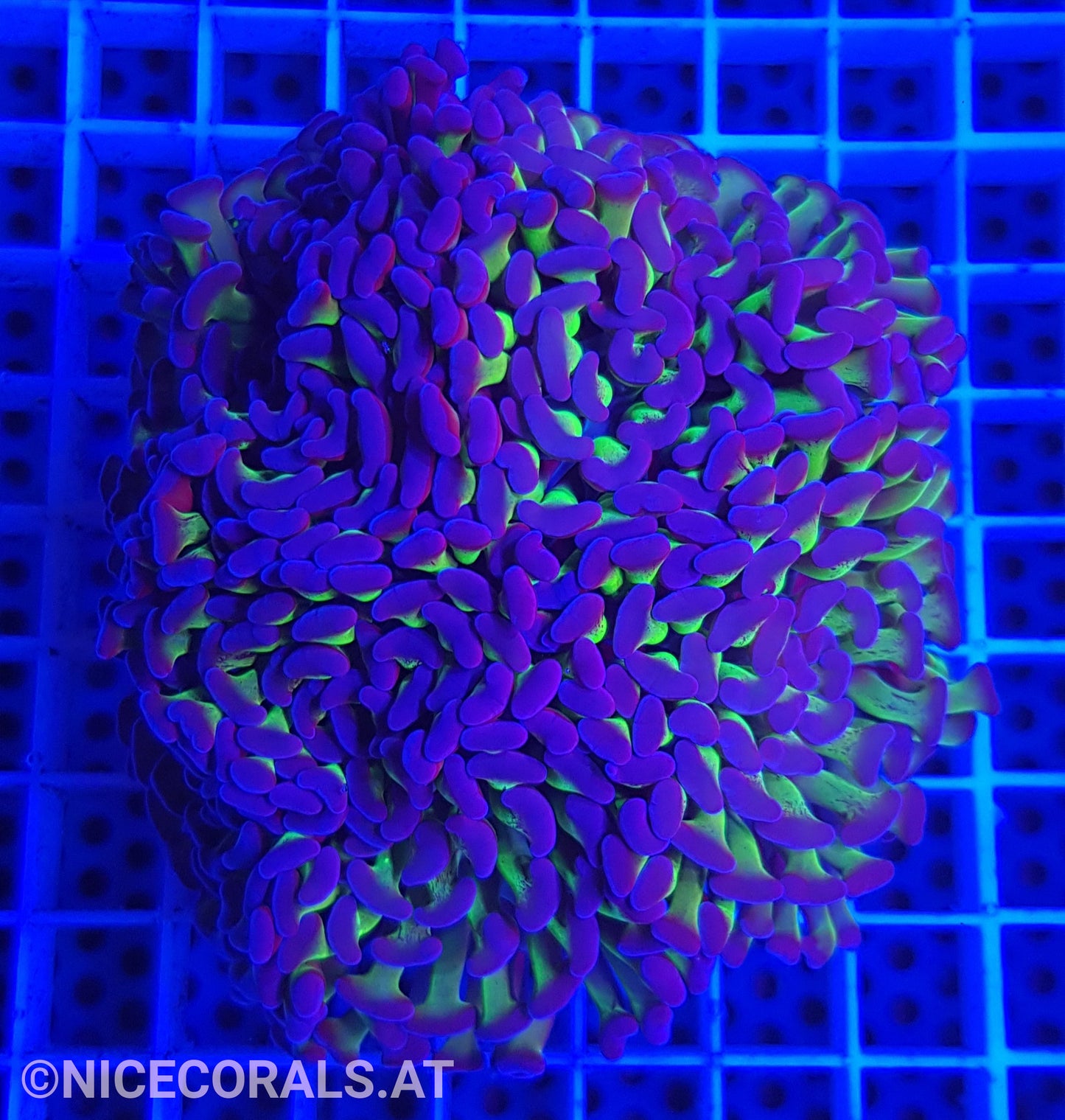 Euphyllia Paraancora 4-5 Heads