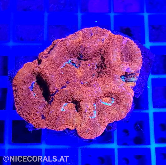 Acanthastrea bowerbanki