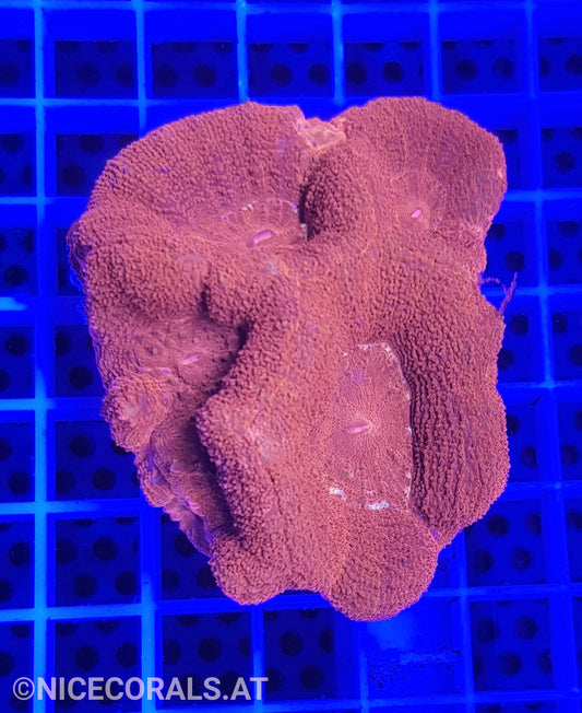 Acanthastrea Bowerbanki