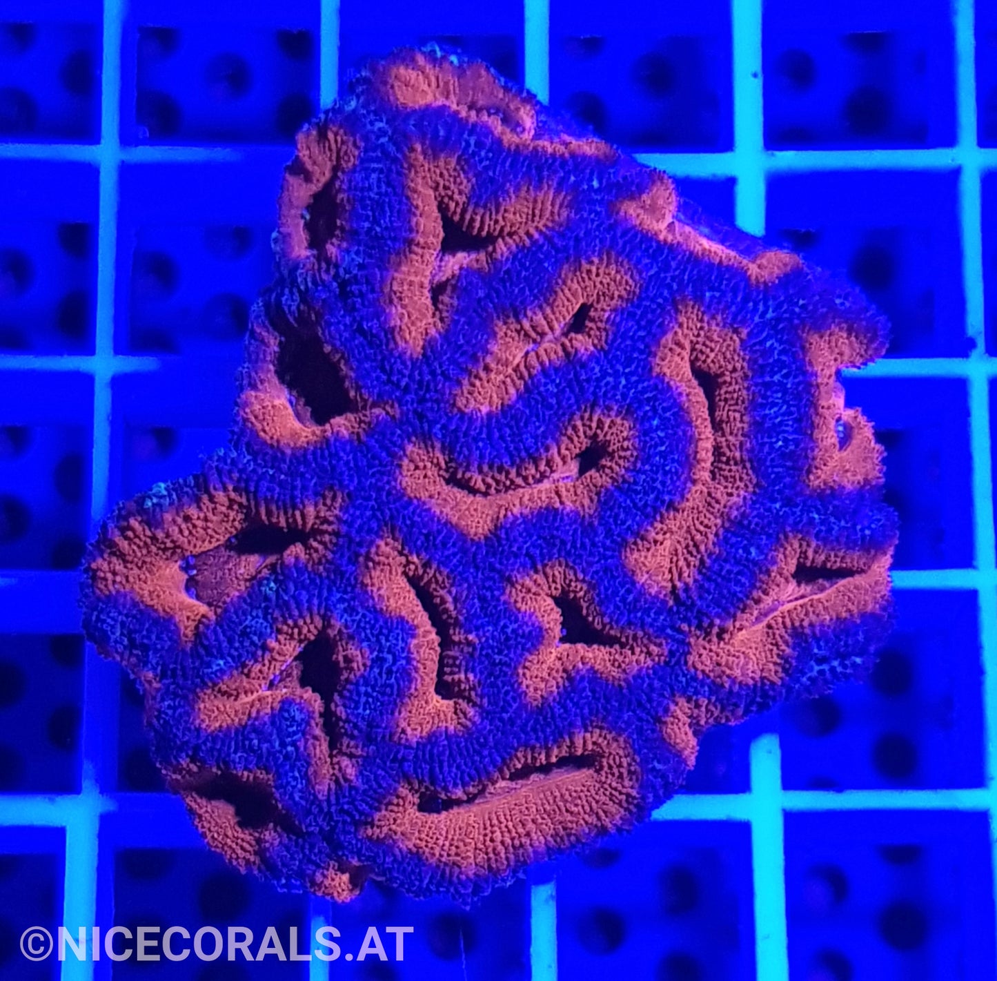 Acanthastrea