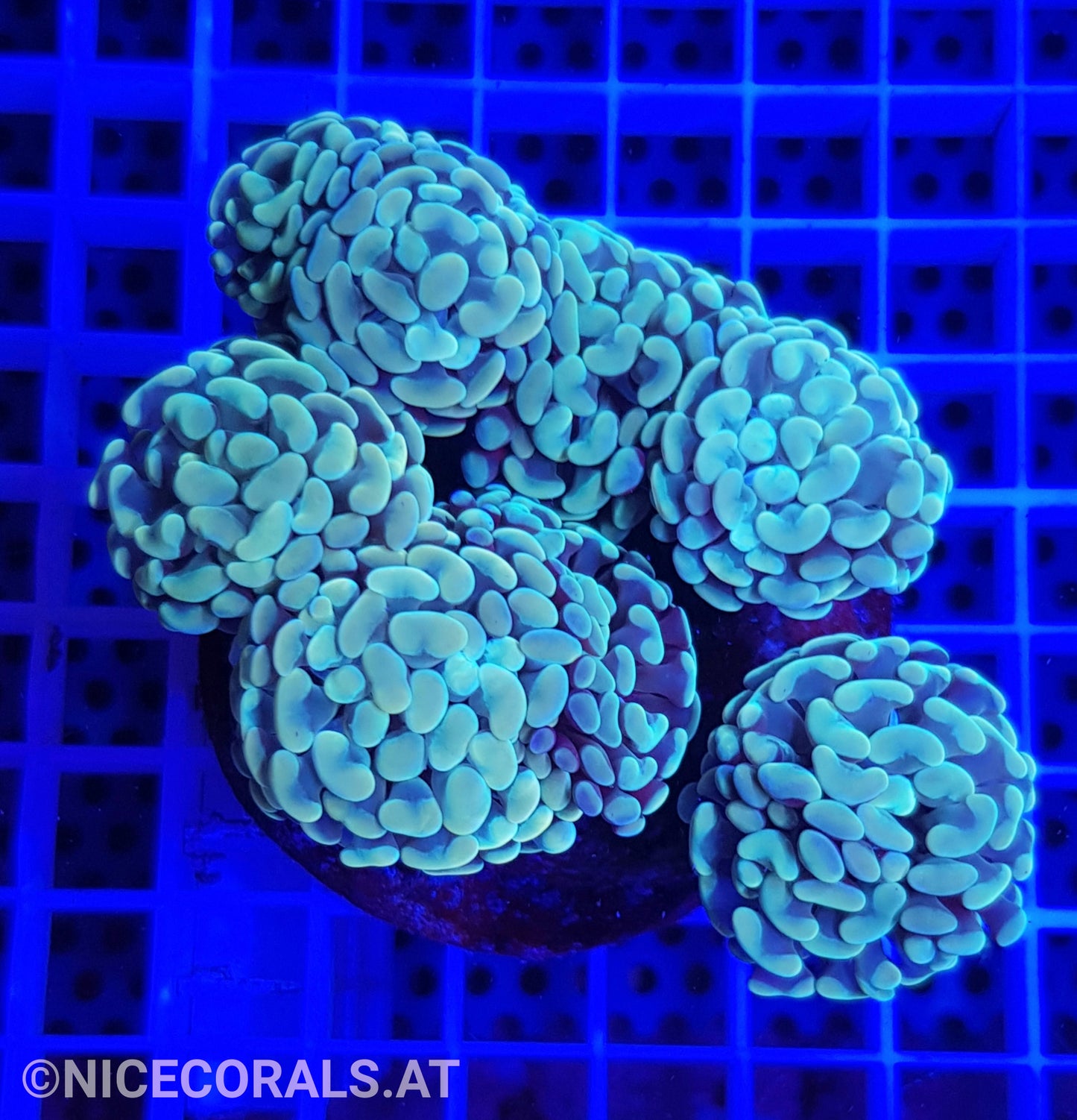 Euphyllia Paraancora 4-5 Heads