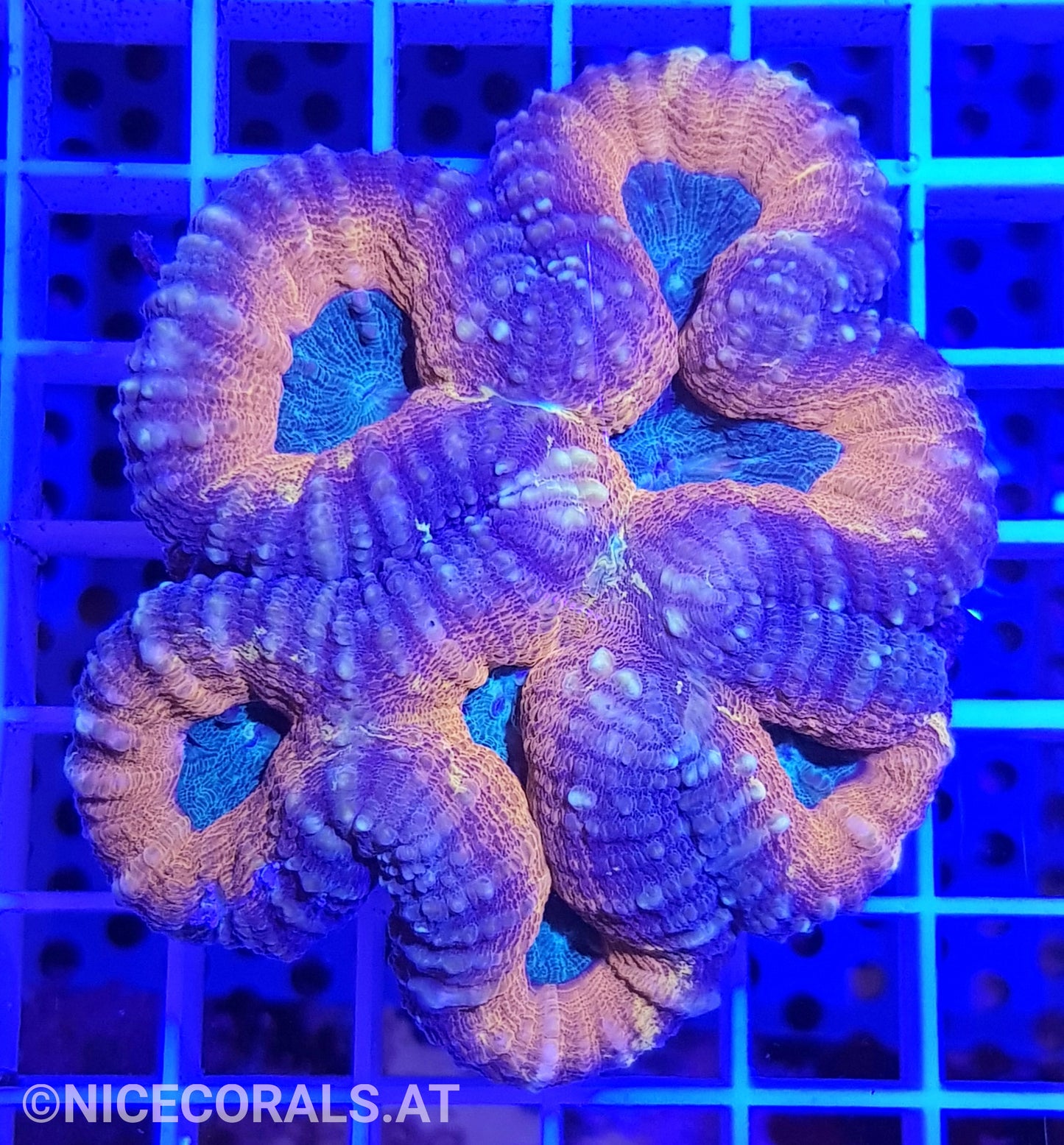 Lobophyllia