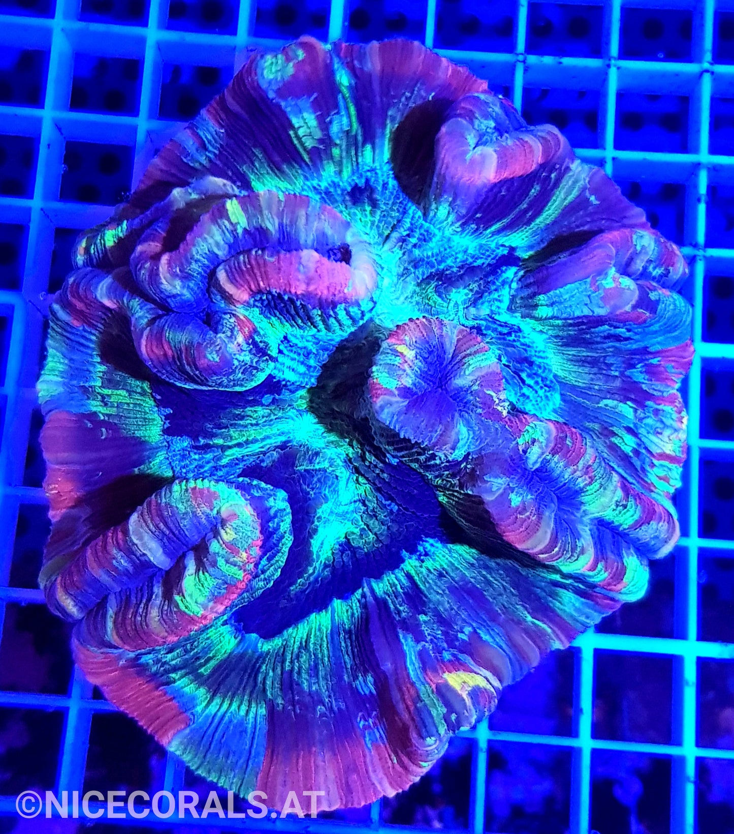 Trachyphyllia