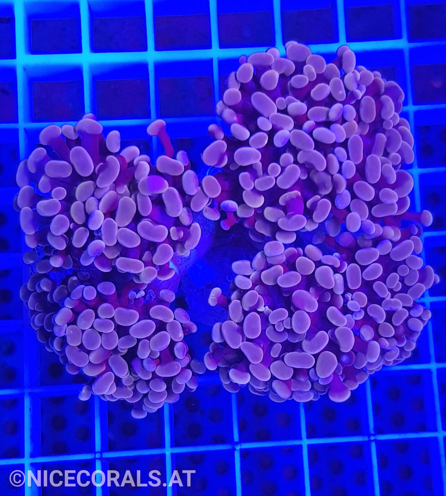 Euphyllia Paraancora 4-5 Heads