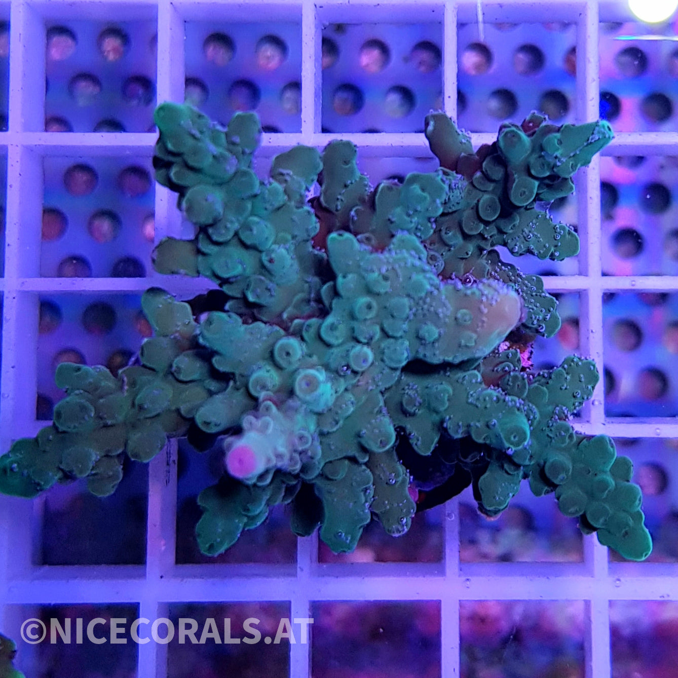 Acropora