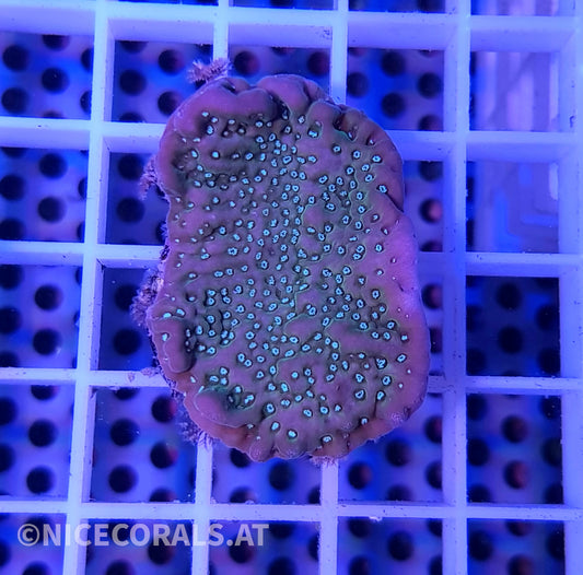 Montipora