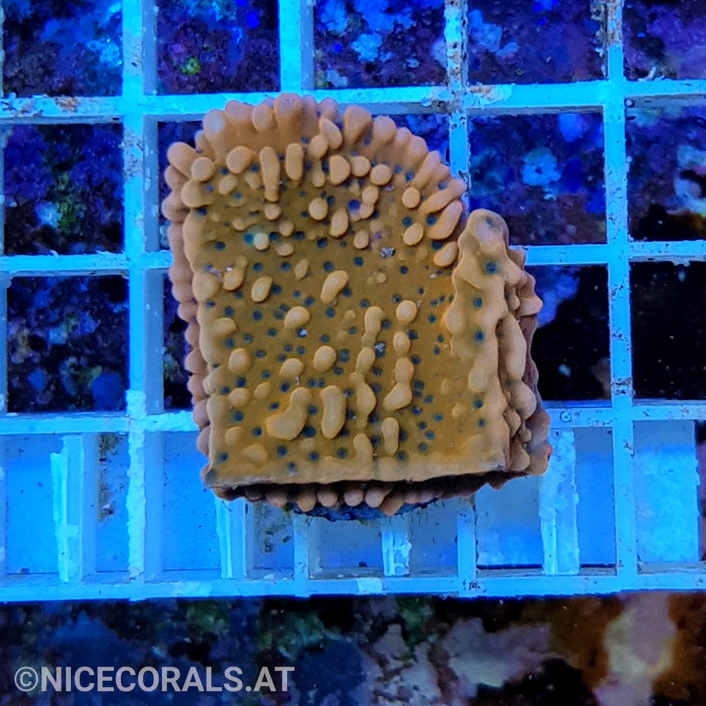 Montipora Flaming Phoenix