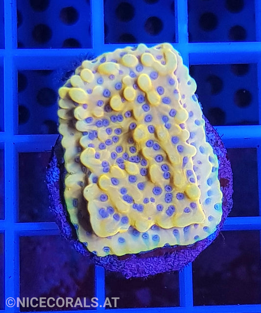 Montipora Crazy T