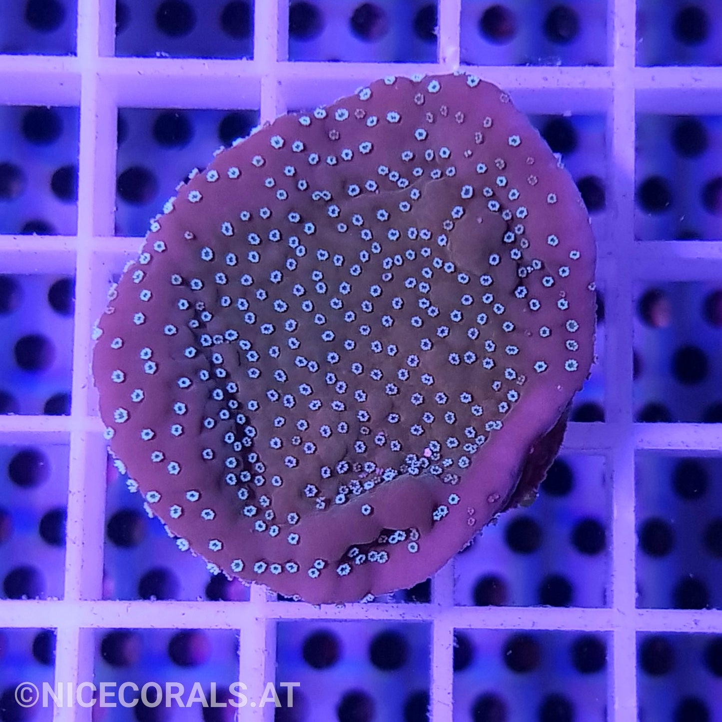 Montipora