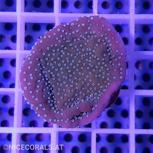 Montipora