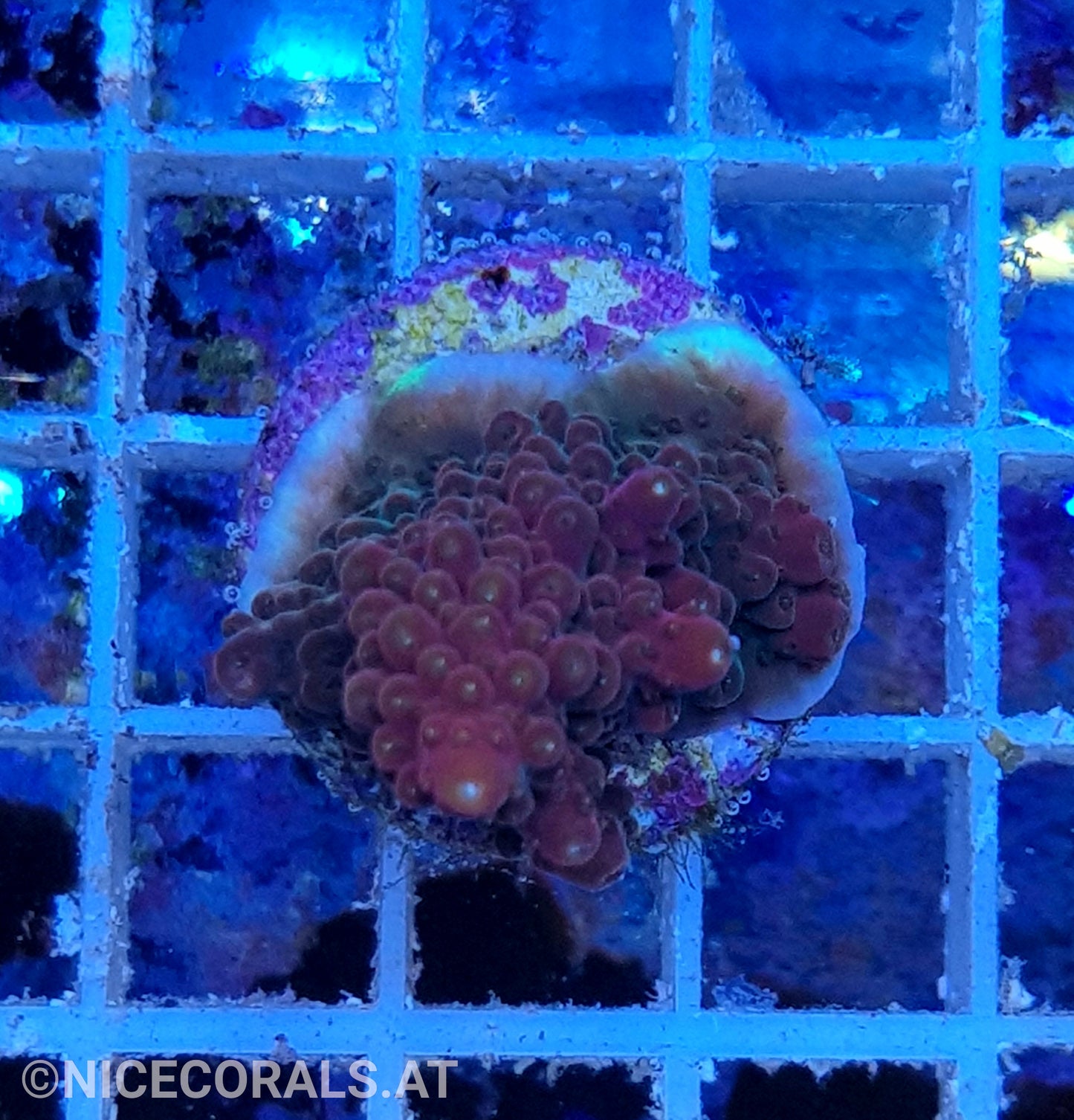 Acropora