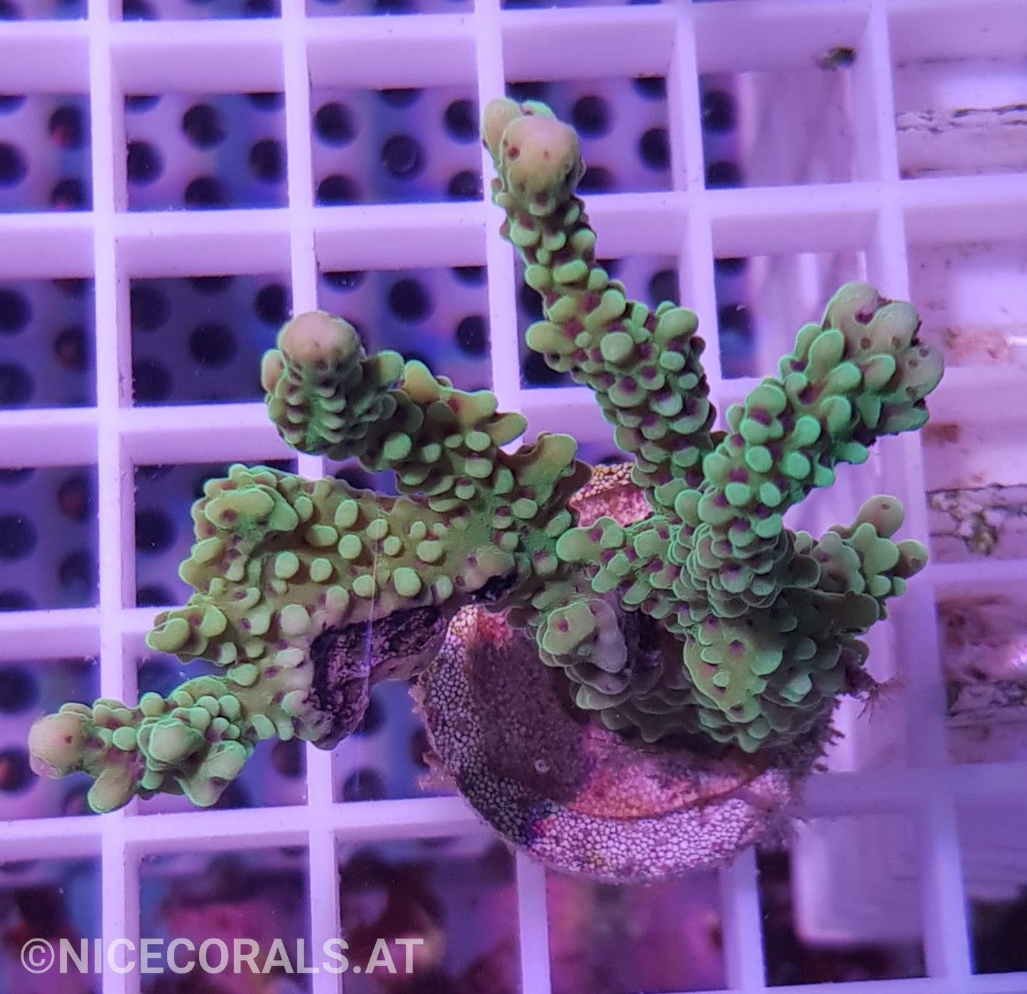 Montipora