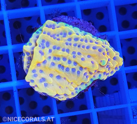 Montipora Crazy T