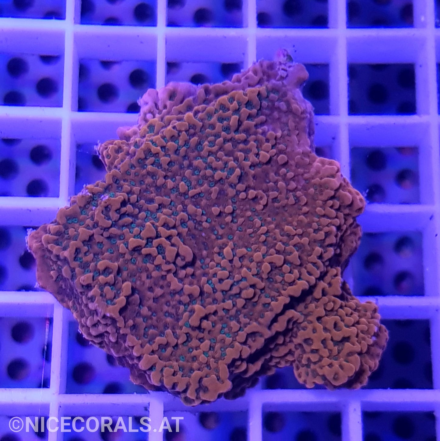 Montipora