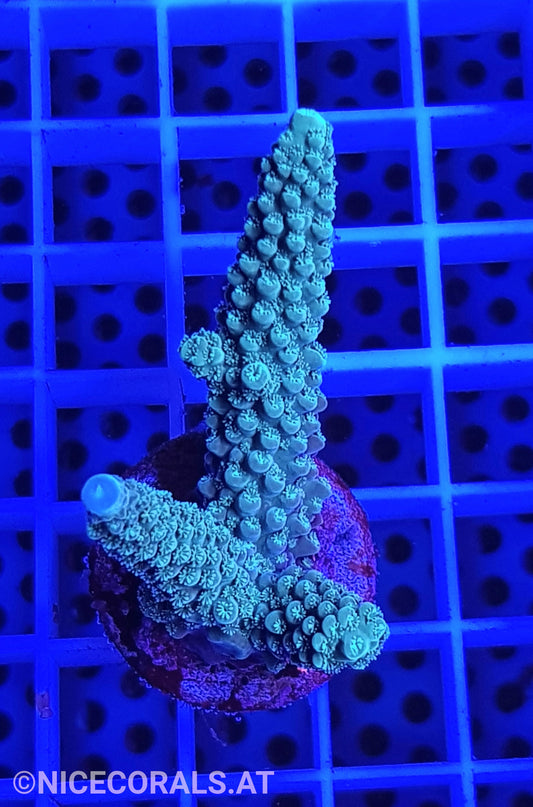 Acropora