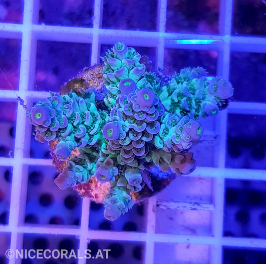 Acropora