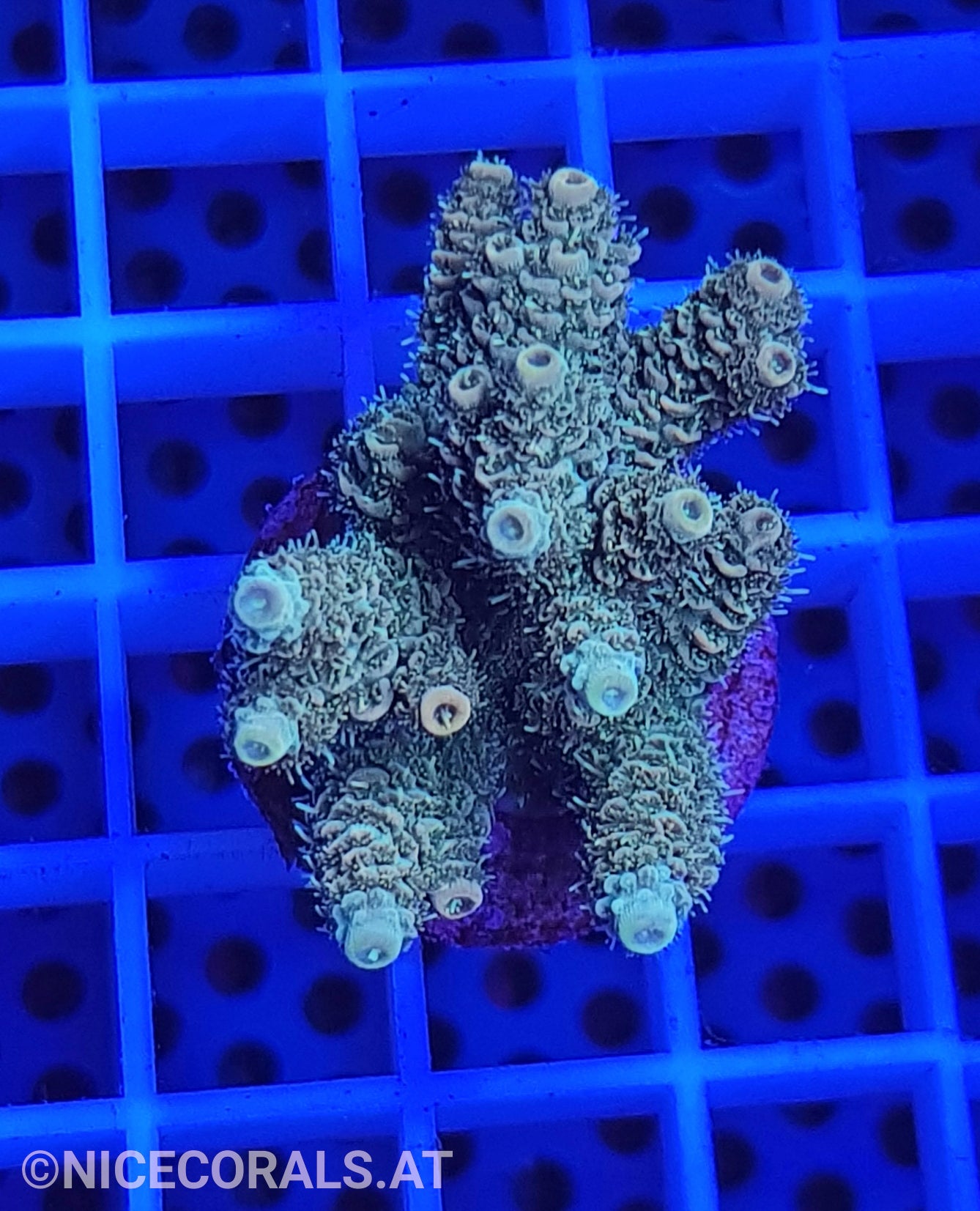 Acropora