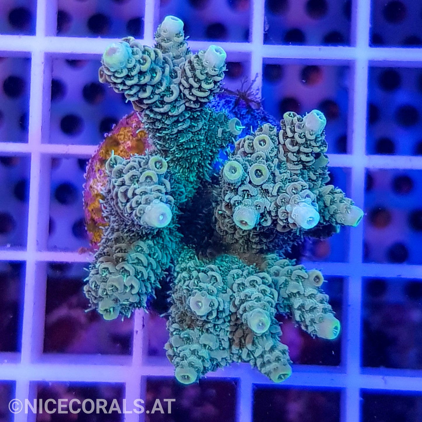 Acropora