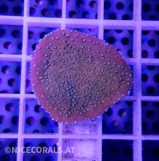 Montipora