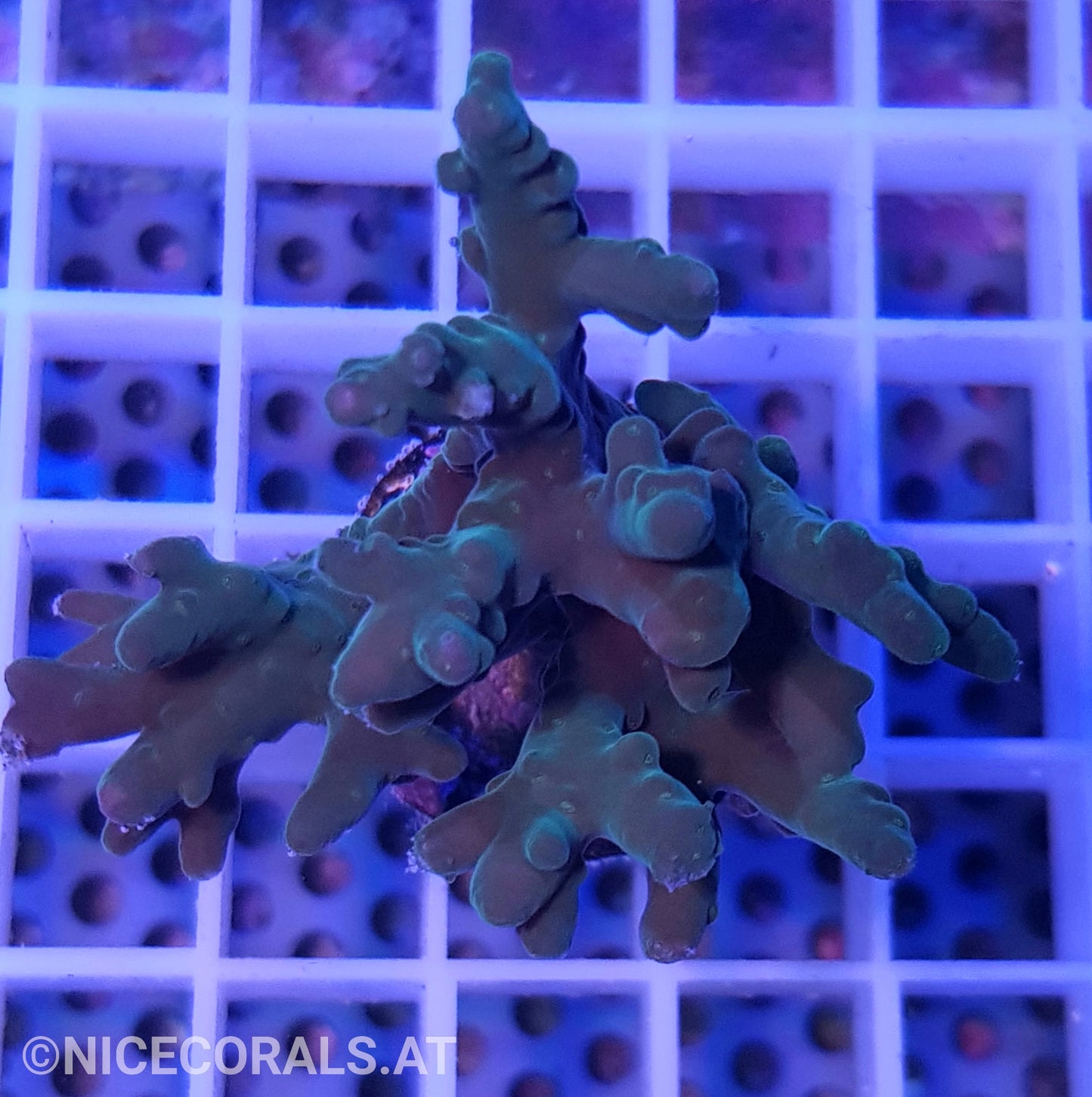 Acropora