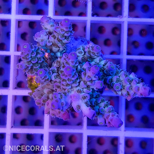 Acropora