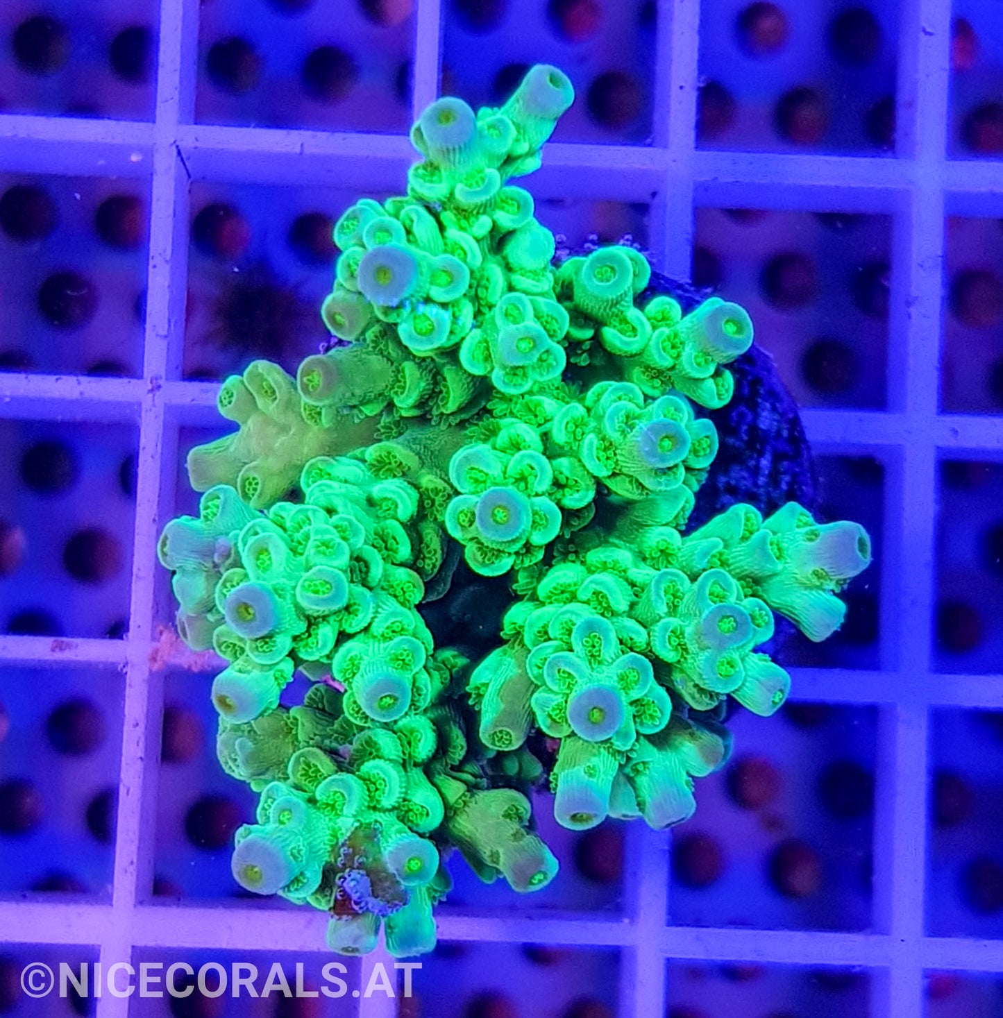 Acropora