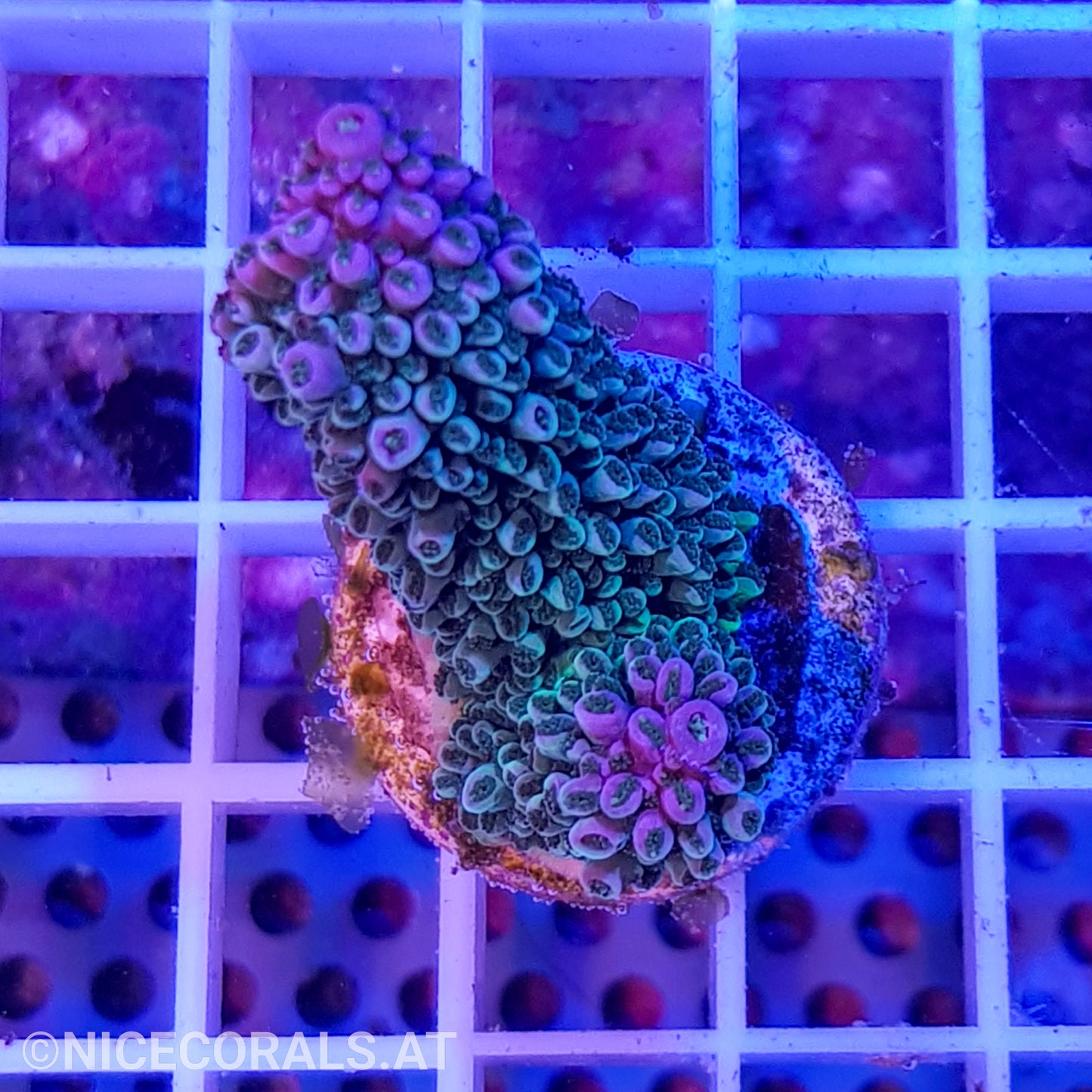 Acropora