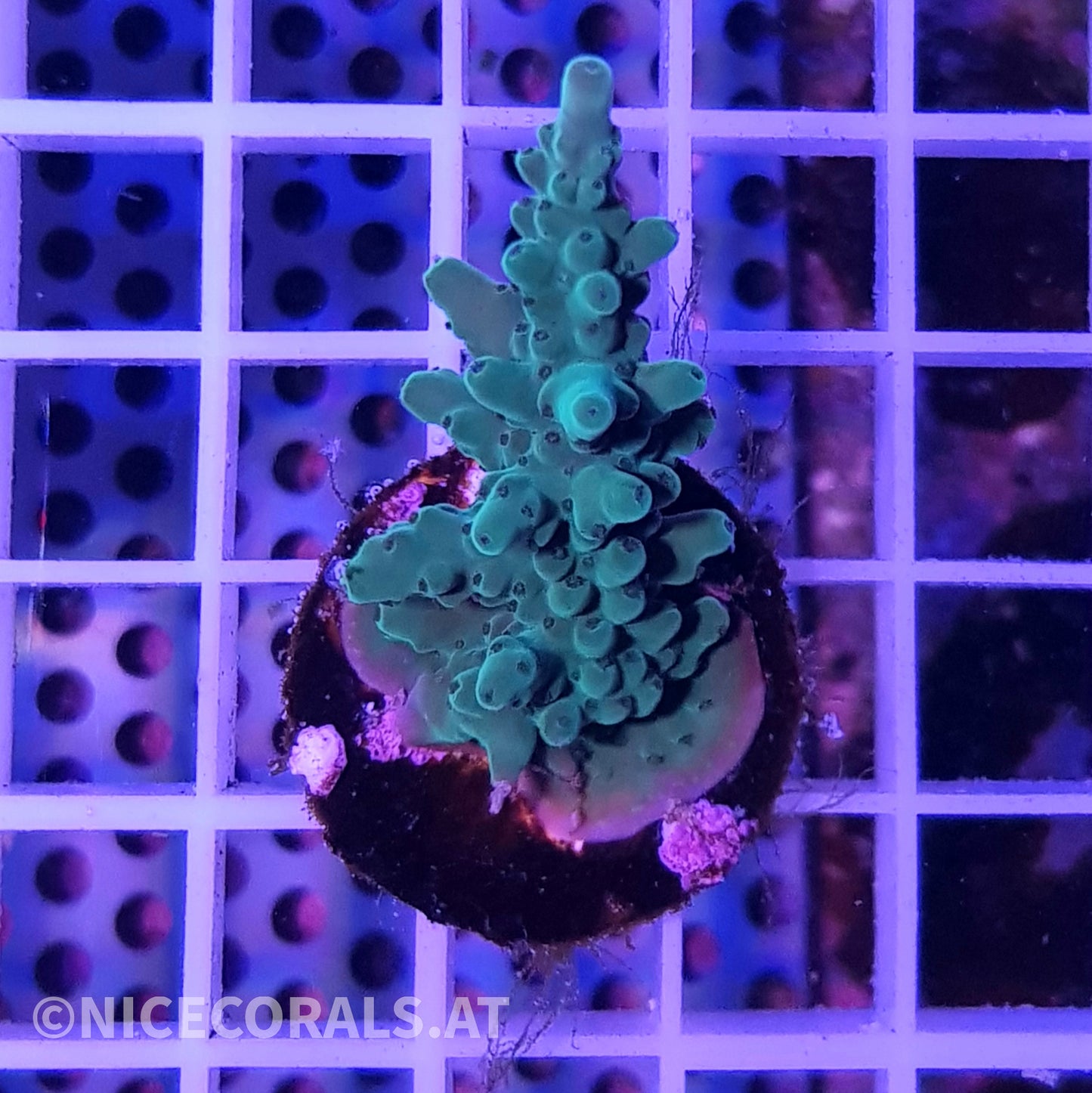 Acropora