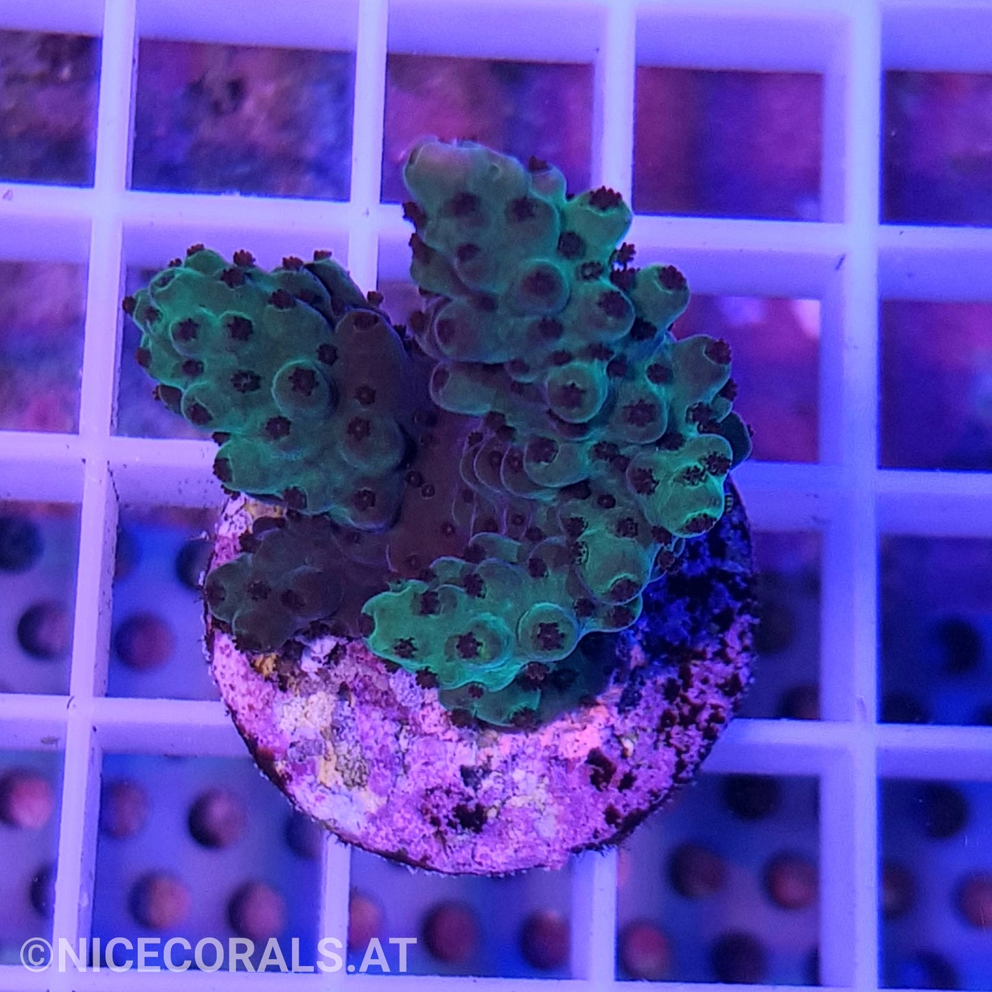 Acropora