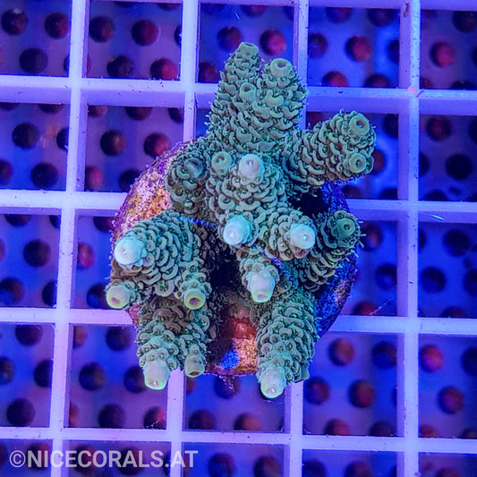 Acropora