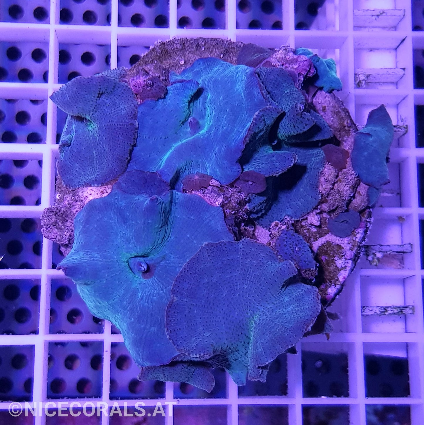 Discosoma blue