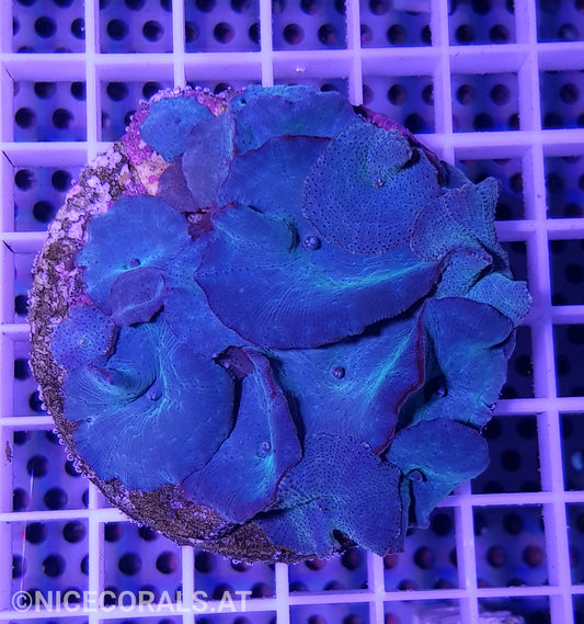 Discosoma blue