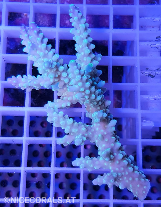 Acropora