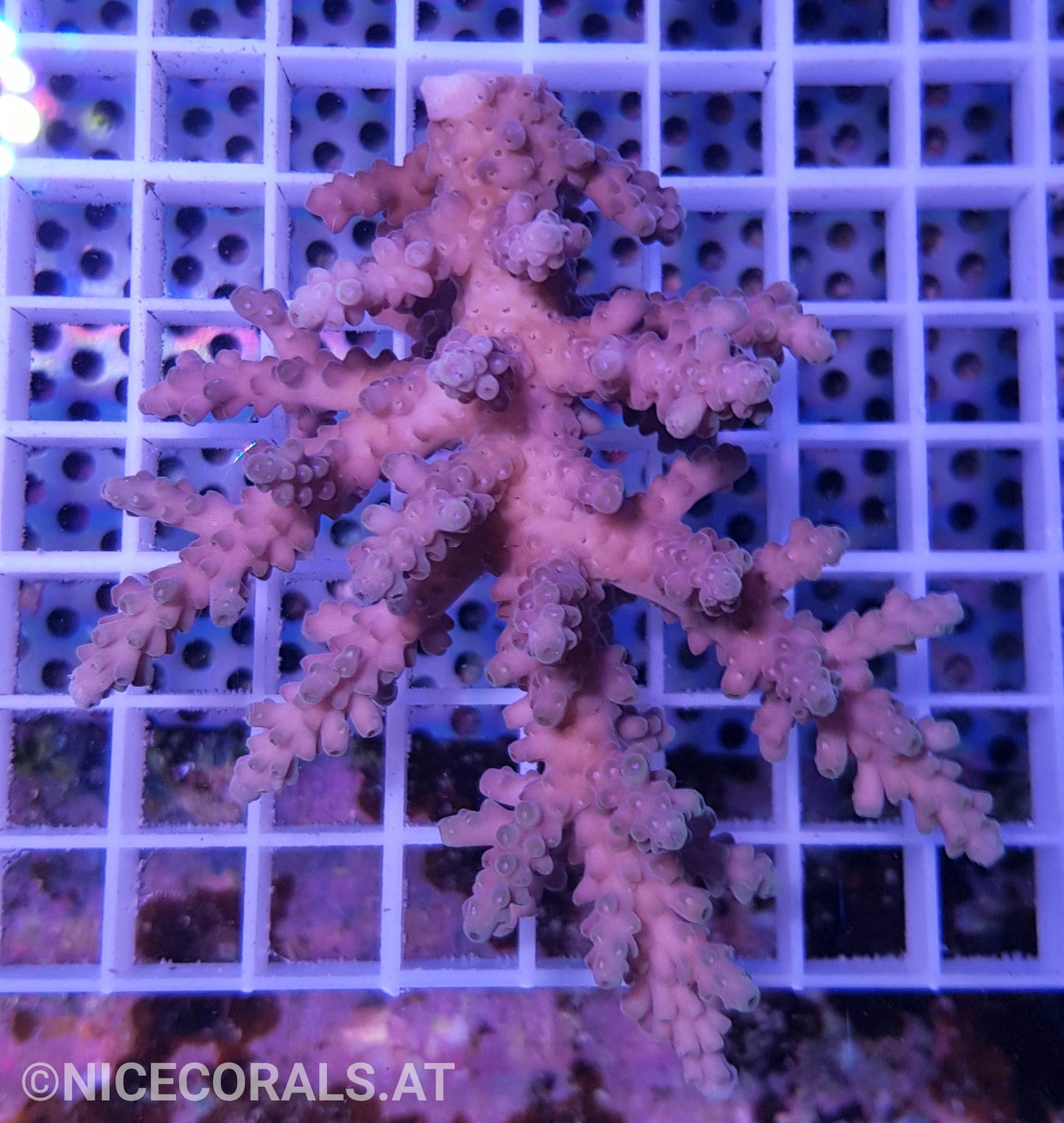 Acropora