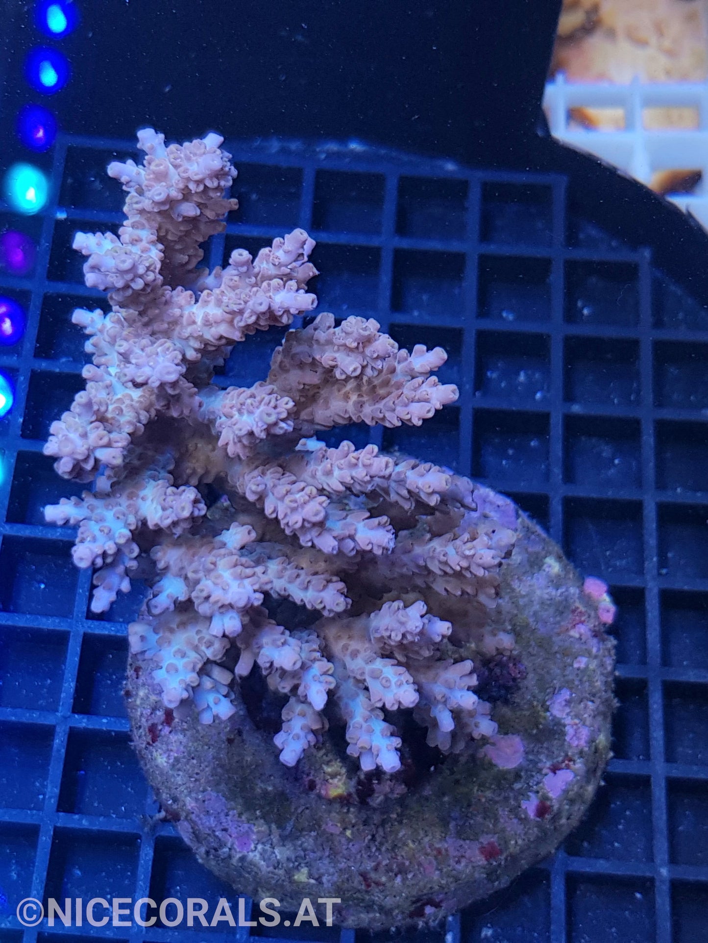 Acropora