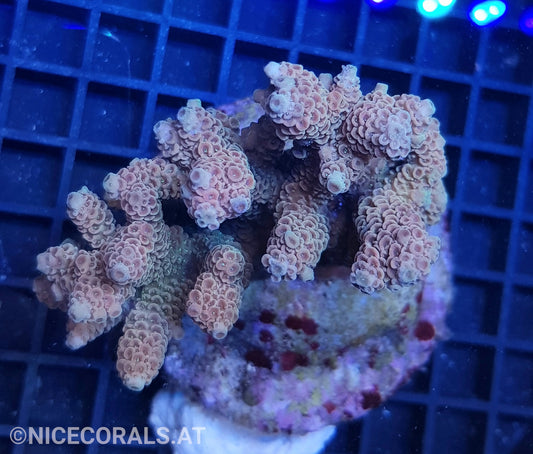 Acropora