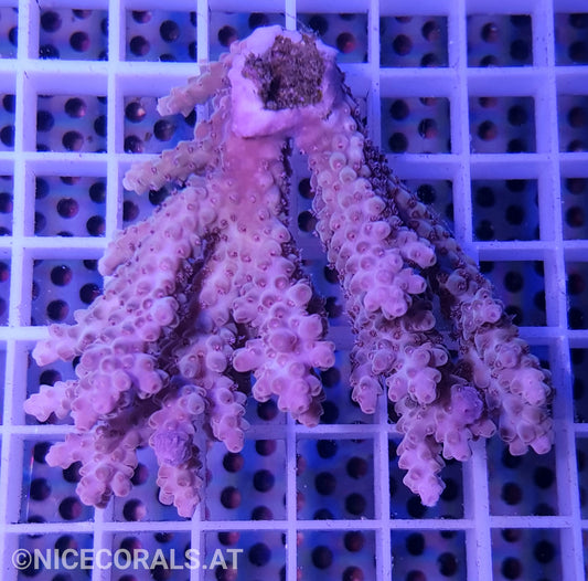 Acropora