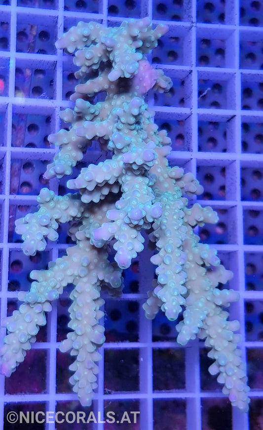 Acropora