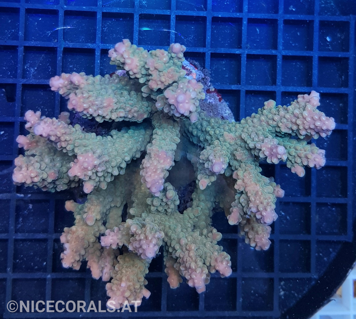 Acropora