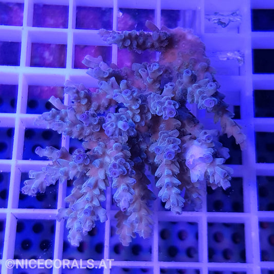 Acropora