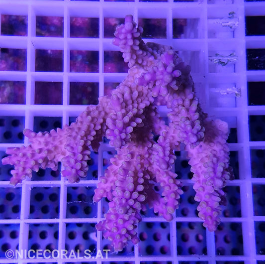 Acropora