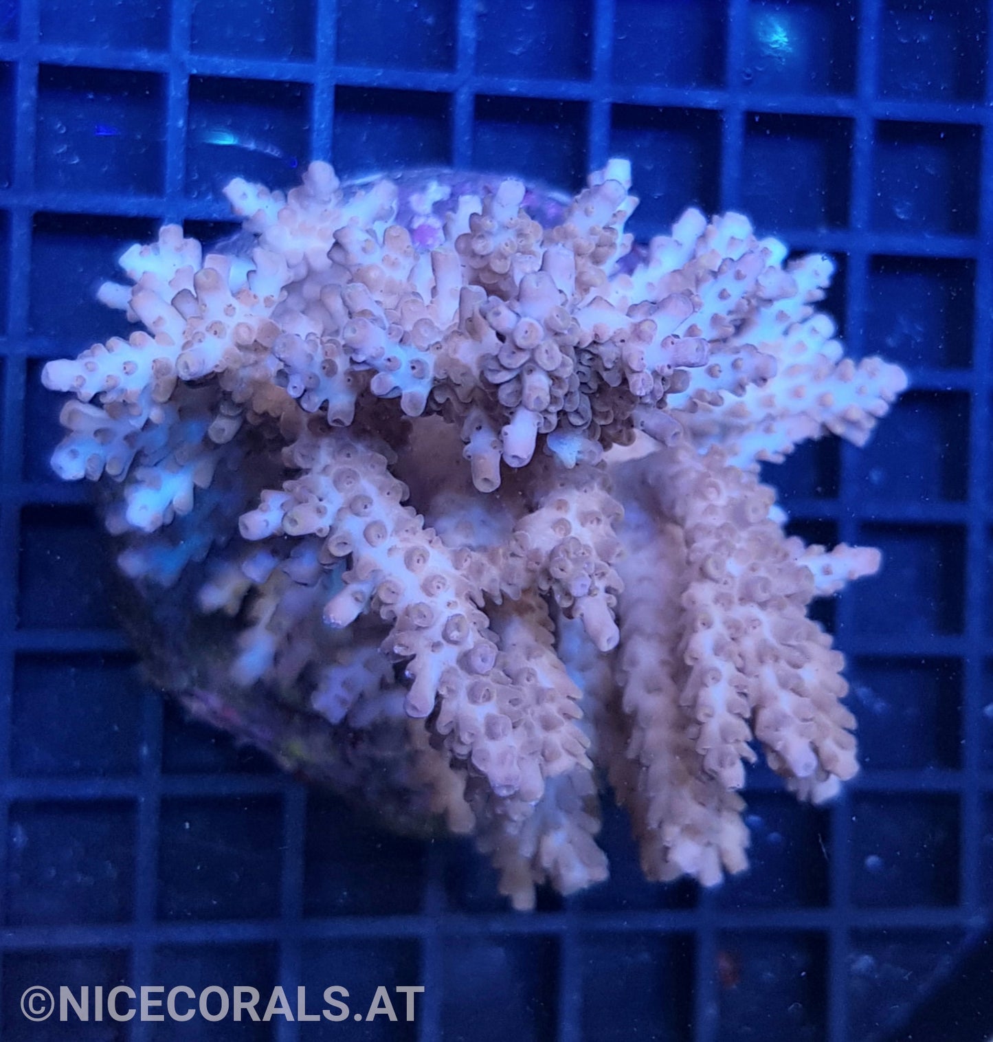 Acropora