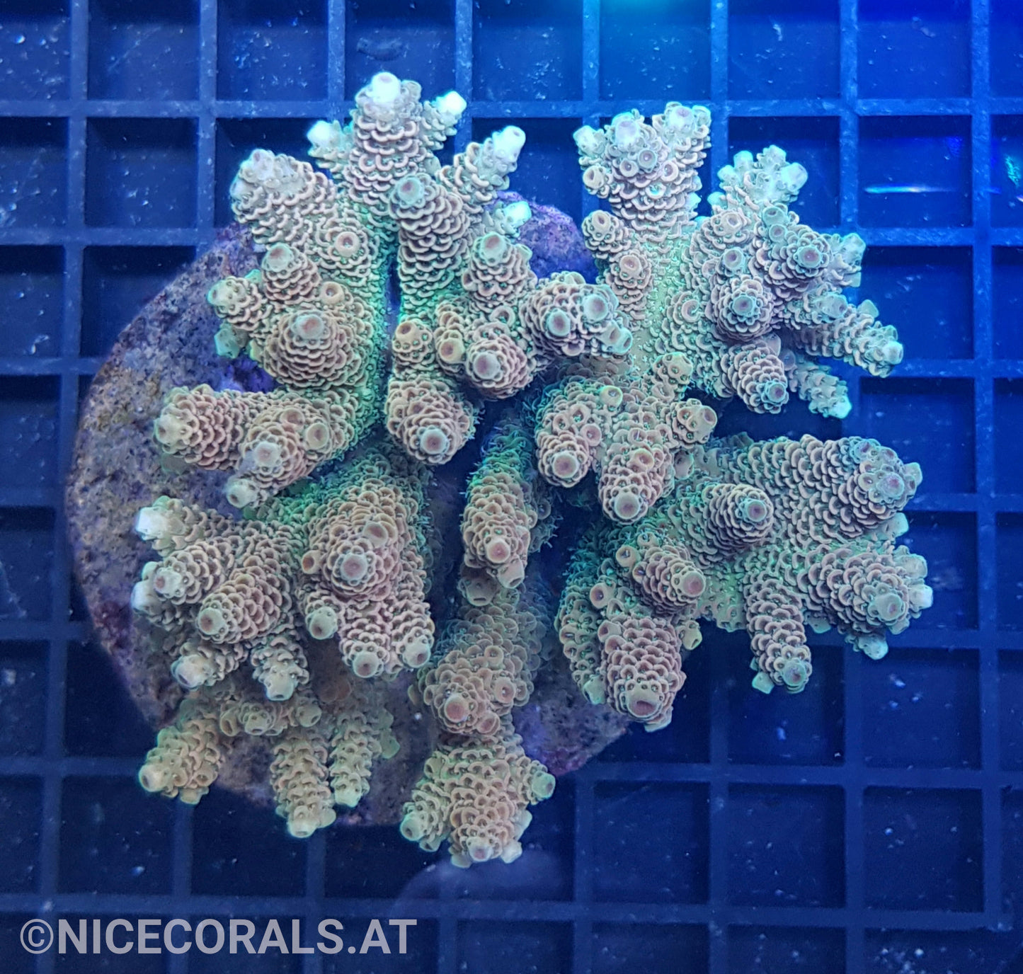 Acropora