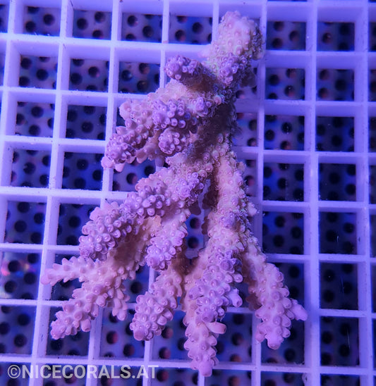 Acropora