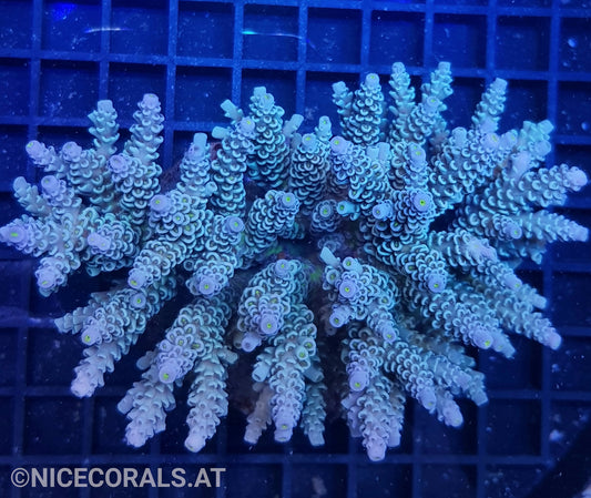 Acropora