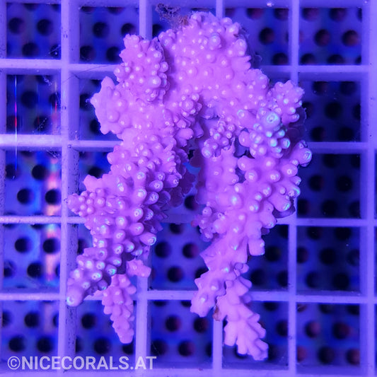 Acropora