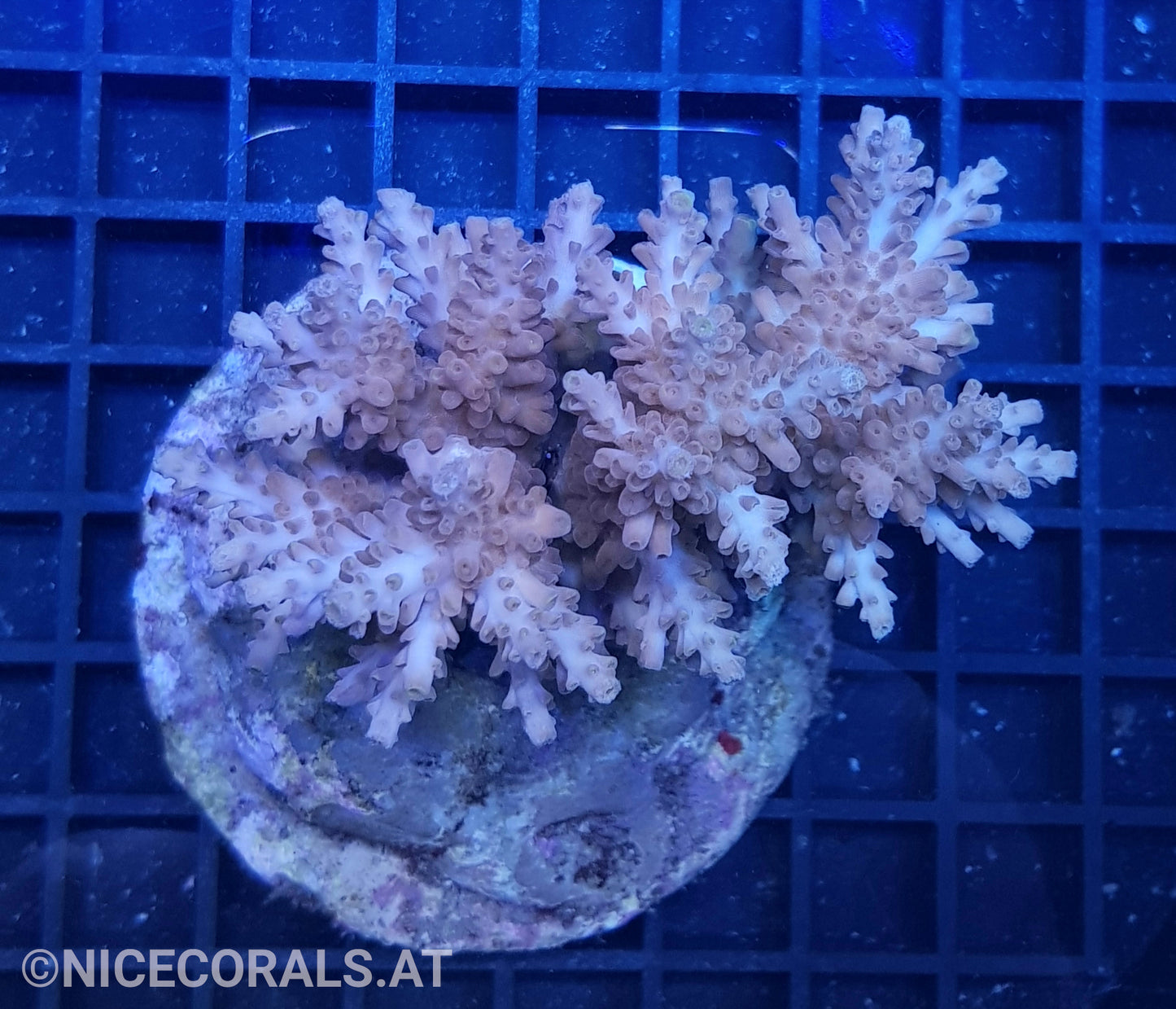 Acropora