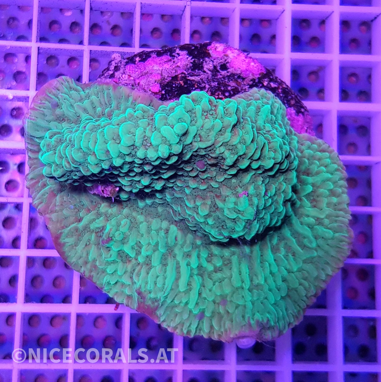 Montipora